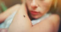 Des chercheurs de l’université de Princeton (États-Unis) ont mis au point un protocole complexe qui leur a permis de comprendre comment les moustiques Aedes aegypti repèrent spécifiquement les odeurs humaines. © raisondtre, Adobe Stock
