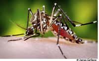 Le moustique est responsable de la transmission du virus d'homme à homme. © James Gathany / Fotolia