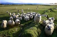 Les élevages de moutons sont les plus touchés par le virus de Schmallenberg, représentant à eux seuls 57 % des contaminations. Les Hommes, quant à eux, devraient être tranquilles... © Kman999, Fotopédia, cc by nc nd 2.0