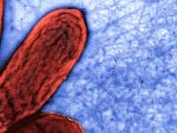 Entourée par des nanofilaments conducteurs en bleu sur cette image prise au microscope, on voit une bactérie Geobacter. © Anna Klimes-Ernie Carbone