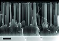 Une image prise avec un microscope électronique à balayage montrant le film d'oxyde de zinc mince et ses nanofils. La barre d'échelle en bas à gauche indique une longueur de 1 micron. © Nature Nanotechnology/Jianlin Liu