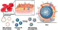 La recette pour produire des membranes de globules rouges recouvrant des nanoparticules. © Pnas