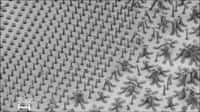 Pour réaliser de jolis faisceaux bien denses, prenez garde à leur longueur initiale. A gauche de la surface (et en haut sur l’image), les nanotubes étaient trop petits : la densification n’a produit que des moignons sans intérêt.
