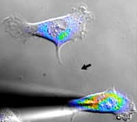 Un nanotube composé de membrane plasmique et de protéines d'actine pourrait permettre de transmettre des signaux électriques à distance entre deux cellules. © Xiang Wang et Hans-Hermann Gerdes