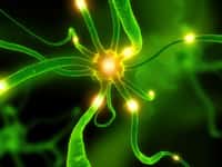 Les neurones du noyau sous-thalamique peuvent à nouveau efficacement produire de la GABA, qui diminue les symptômes de la maladie de Parkinson. © DR