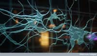 Les neurones situés dans le cerveau sont responsables des phases de sommeil et de la mémoire. © Wellcome Library, London, CC by-nc 2.0