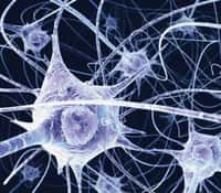 Vue d'artiste de neurones.&nbsp;Les réseaux neuronaux sont le socle de la mémoire cérébrale.&nbsp;©&nbsp;Benedict Campbell, Wellcome Images, Flickr,&nbsp;cc&nbsp;by nc nd 2.0