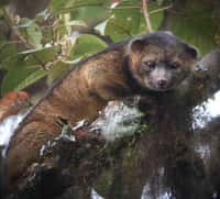 Cet animal carnivore aux grands yeux vient d'être identifié comme nouvelle espèce. Le Bassaricyon neblina est endémique aux forêts tropicales de l'Équateur et de la Colombie. © Mark Gurney, cc by 3.0