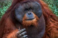 Les orangs-outans mâles se distinguent des femelles par leur corpulence plus imposante, mais aussi par des bajoues impressionnantes et, sous le menton, une poche appelée sac laryngé, grâce auquel&nbsp;ils font puissamment&nbsp;résonner leurs cris. Par cette manifestation sonore, un mâle&nbsp;annonce la direction qu'il prendra le lendemain afin&nbsp;que ses femelles le suivent.&nbsp;© Mikaku, Flickr, cc by nc nd 2.0