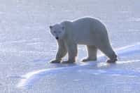Un ours polaire adulte&nbsp;sur un lac près des rives de la baie d'Hudson, au Manitoba, au Canada. C'est le mois de novembre, il attend que&nbsp;de la glace de mer se reforme.&nbsp;©&nbsp;Andrew Derocher,&nbsp;University of Alberta
