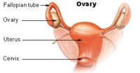 Les ovaires sont au bout des trompes de Fallope dans l'appareil génital de la femme. Crédits Wikimedia Commons