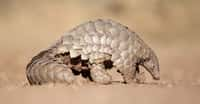 Des chercheurs ont surpris quelques pangolins géants. Des images rares. © 2630ben, Fotolia