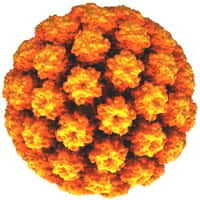 Le papillomavirus est un virus à ADN responsable des infections sexuellement transmissibles les plus fréquentes. Parfois, il passe inaperçu ; d'autres fois, il occasionne des verrues génitales, ou entraîne un cancer du col de l'utérus dans certains cas. © AJC1, Flickr, cc by nc 2.0