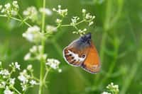 Le déclin des papillons se vérifie dans toutes les régions de France, mais surtout sur la moitié nord. Photo : Coenonympha hero, ou le Mélibée. © Vladimir Sazonov, Adobe Stock