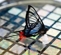 Un papillon a pu être détecté par la grande sensibilité de la peau artificielle mise au point à l'Université de Stanford. © Linda Cicero / Stanford University