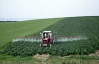 Environ un millier de substances actives de pesticides ont déjà été mises sur le marché en France. Plusieurs ont été interdites, d’autres sont encore utilisées actuellement. © tpmartins, Flickr, CC by-nc-sa 2.0