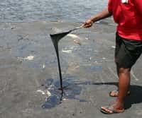 Les scientifiques ont étudié les bactéries et les archéobactéries de Pitch Lake à La Brea, dans les Caraïbes. Ce lac asphaltique contient une épaisse boue noire, mélange de bitume, d'argile et d'eau salée. © Jw2c, Wikimedia Commons