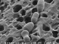 Au microscope électronique, la bactérie Bacteroides dorei, variante Strain D8, qui se régale du cholestérol. © Inra/Thierry Meylheuc