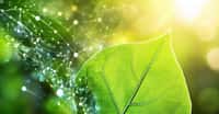 Des chercheurs de l’université de Cambridge (Royaume-Uni) se sont inspirés de la photosynthèse des plantes pour développer un réacteur qui, nourri par l’énergie du soleil, capte le CO2 de l’air et le transforme en carburant. © Viacheslav, Adobe Stock