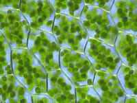 Depuis des milliards d’années, des organismes vivants exploitent la photosynthèse pour fabriquer de la matière organique à partir de l’énergie du soleil. Ici, des cellules végétales (mousse de Plagiomnium affine) avec des chloroplastes visibles. Ces organites sont le siège de la photosynthèse. © Kristian Peters