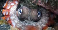 Octopus tetricus, une pieuvre qui vit à l’est de l’océan Indien, à l’ouest du Pacifique et au large de la Nouvelle-Zélande, a été surprise en train de jeter des pierres à des congénères. © Sahara Frost, Adobe Stock