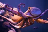 Voisins des seiches et des calmars, des céphalopodes qui ont dix bras, les octopodes en ont huit. Ces as du camouflage, capables de se faufiler dans les fonds rocheux, sont remarquablement intelligents. © Morten Brekkevold, Flickr, cc by nc sa 2.0