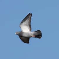 Les pigeons pèsent entre 400 et 800 g. Ils ne devraient donc pas être gênés par les 30 g du Google Bird. © Openread, Flickr, cc by nc nd 2.0