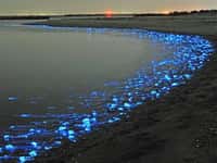Au clair de lune, le plancton brille sur la plage. Ou comment prendre un bain de minuit mémorable ! © DR