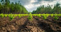 Des chercheurs de l’université Ludwig Maximilian de Munich (Allemagne) proposent un scénario qui permettrait de limiter le réchauffement climatique anthropique en plantant des forêts. © PixelPlace, Adobe Stock