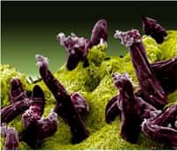Les Plasmodium sont les parasites du paludisme. Il en existe plusieurs espèces. Sur cette Image on peut apercevoir quelques spécimens de l’espèce P. gallinaceum (en violet) présents à l’intérieur de l’intestin d’un moustique. © NIAID, Flickr, cc by 2.0