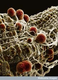 Le Plasmodium, le protozoaire parasite à l'origine du paludisme et ici à l'image, se transmet par les piqûres de moustiques. Il infeste d'abord l'insecte qui lui est nécessaire pour sa reproduction et ses premières phases de développement, avant de poursuivre son cycle dans les hôtes humains. © Hilary Hurd, Wellcome images, Flickr, cc by nc nd 2.0