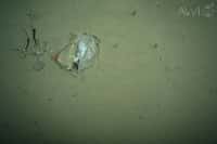Cette photographie d'un débris en plastique a&nbsp;été prise en juillet 2012 par 2.500 m de fond dans un des endroits les plus reculés de la planète. Une fois dégradés, les microplastiques formés pourront être ingérés par les organismes vivant.&nbsp;© AWI