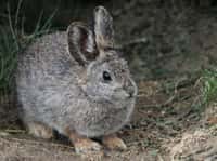 Le plus petit lapin du monde est en danger. Les scientifiques tentent le tout pour le tout pour le sauver. © randimal, Adobe Stock