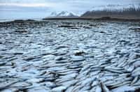 Dans le fjord&nbsp;Kolgrafafjörður, en Islande,&nbsp;des millions&nbsp;de harengs ont été retrouvés asphyxiés. Un barrage, construit à l'entrée du fjord, a modifié la circulation océanique. Il n'y a plus assez d'échanges entre l'océan large et l'eau du fjord, ce qui rend le milieu anoxique.&nbsp;©&nbsp;Ljósmynd,&nbsp;Róbert Arnar Stefánsson