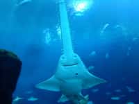 Comme les requins, les poissons-scie sont des chondrichtyens et possèdent donc un squelette cartilagineux. Les membres de ces deux groupes sont sensibles aux champs électriques. &copy; istolethetv, Flickr, cc by 2.0