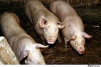 Des porcs provenant d'Allemagne étaient contaminés à la dioxine et ont dû être abattus. © Phovoir 