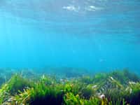 Les posidonies forment de véritables prairies sous la surface de l'eau. Alors que les algues se fixent grâce à des crampons, Posidonia oceanica utilise des racines qu'elle enfonce dans le sédiment, puisque c'est bel et bien une plante. © Ondablv, Flickr, CC by-nc-2.0