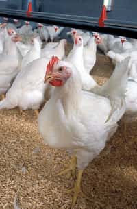 L’utilisation systématique de faibles doses d'antibiotiques dans les élevages aviaires serait à l'origine de l'émergence d’une souche de salmonelle hyper-résistante. © US Department of Agriculture, Flickr, cc by 2.0