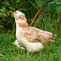 En France, en 2001, selon l'Ademe,&nbsp;les plumes d'oiseaux terrestres transformées en 76.500 tonnes de farine de plumes ont pour 20 % été incinérées, utilisées en aliments pour animaux domestiques et incorporées dans la fabrication d'engrais.&nbsp;80 % ont été&nbsp;stockées en attente et gérées par la Mission interministérielle sur les farines animales. © Jörg Hempel, Wikimedia Commons,cc by sa 3.0 de