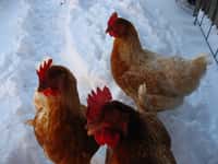 Les poules vivent en groupe, mais pourtant ne manifestent pas d'intérêt pour les autres membres de la troupe. Elles ne veulent pas se faire d'amies. © Linda N, Flickr, cc by 2.0