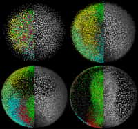 Quatre images du modèle numériques. Sur les moitiés gauches, les couleurs indiquent la direction des mouvements cellulaires. Les parties droites montrent les images des tissus. © Philipp Keller/EMBL