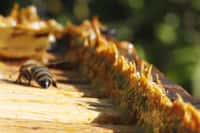 La propolis, que l'on voit ici dans une ruche, sert de mortier pour les abeilles. Une colonie peut en produire quelques centaines de grammes chaque année. Si à l'avenir elle est utilisée pour traiter le cancer de la prostate, cela constituera une véritable aubaine pour les apiculteurs. © Abalg, Wikipédia, DP