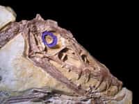 Les ptérosaures (comme ici Scaphognathus crassirostris) possédaient un anneau sclérotique (en violet) dont la taille suggère qu'ils étaient actifs pendant la journée. © Lars Schmitz, UC Davis