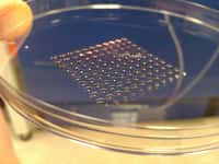Les cellules souches embryonnaires (CSE)&nbsp;sont&nbsp;placées dans des puits de dépôt et peuvent&nbsp;s'agréger pour former des sphères. Avec le milieu de culture adapté, il est possible de les pousser à se différencier en n'importe quelle cellule du corps.&nbsp;© Will Shu, Biofabrication