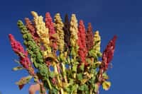 La Bolivie et le Pérou sont les deux premiers producteurs mondiaux du&nbsp;quinoa, une plante qui peut afficher de multiples couleurs. Les graines servaient déjà d'aliment de base aux civilisations précolombiennes.&nbsp;© Biodiversity International, Flickr, cc by nc nd 2.0