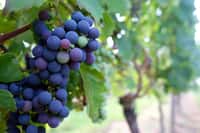 Les raisins sans pépin – qui ne sont pas vraiment sans pépin – sont obtenus par hybridation de plants de vigne puis par multiplication végétative. © GUERIN Henri, Flickr, CC by 2.0