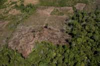Vue aérienne de la région du Cerrado déboisée.&nbsp;© Pulsar Imagens, Adobe Stock