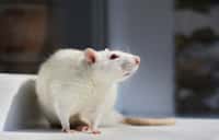Les rats, mammifères de la famille des muridés, sont capables d'avoir de l'empathie pour leurs congénères. &copy ressaure, Flickr, cc by nc sa 2.0