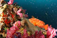 Richelieu Rock : un des plus beaux exemples de l'incroyable vitalité des récifs coralliens dans le Surin National Marine Park en Thaïlande. La carte établie par l'équipe de Joseph Maina aidera certainement à protéger cette biodiversité en péril. © danielguip, Flickr, CC by-nc-sa 2.0