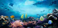 Les récifs coralliens fourmillent de vie. Mais le réchauffement climatique les met gravement en danger. © silvae, Adobe Stock